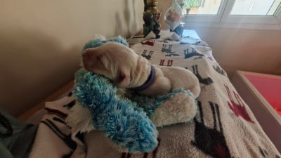 Violette (violet) - Golden Retriever