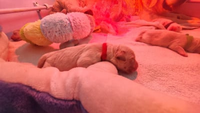 Camélia (Rouge) - Golden Retriever