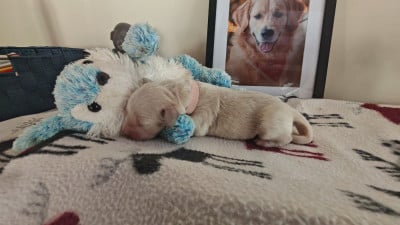 Rose (Rose) - Golden Retriever