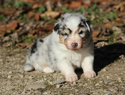 Les chiots de Berger Australien