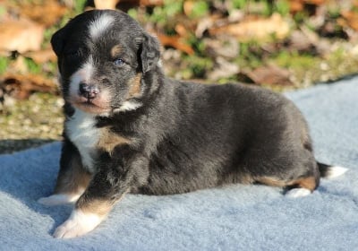 Les chiots de Berger Australien