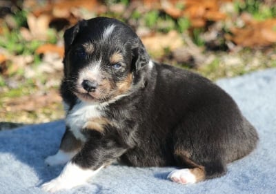 Les chiots de Berger Australien