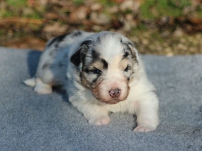 Les chiots de Berger Australien