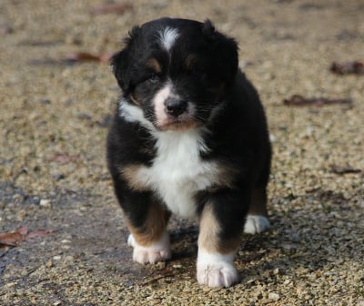 Les chiots de Berger Australien