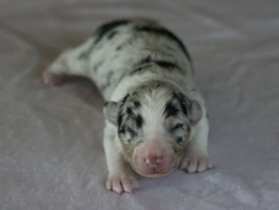Les chiots de Berger Australien
