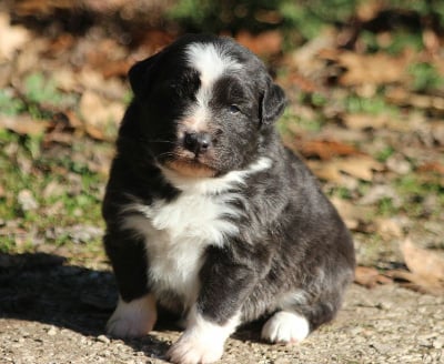 Les chiots de Berger Australien