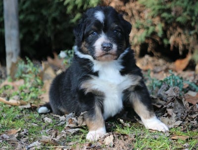 Les chiots de Berger Australien