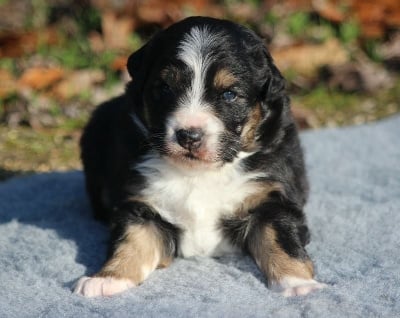 Les chiots de Berger Australien