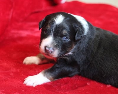 Les chiots de Berger Australien