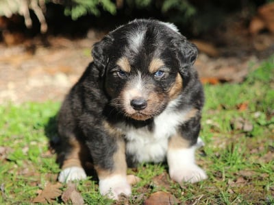 Les chiots de Berger Australien