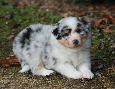 Les chiots de Berger Australien