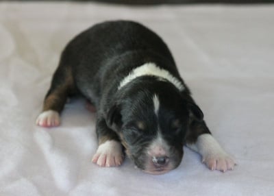 Les chiots de Berger Australien