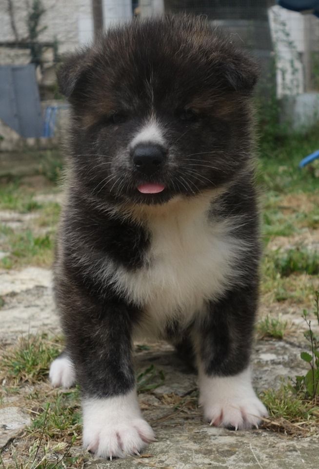 Chiot Elevage Inu Ya Neko No Kami eleveur de chiens Akita
