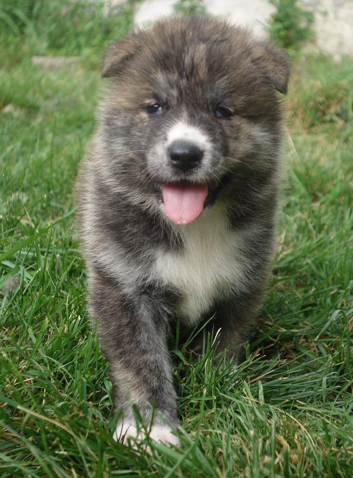 Chiot Elevage Inu Ya Neko No Kami eleveur de chiens Akita