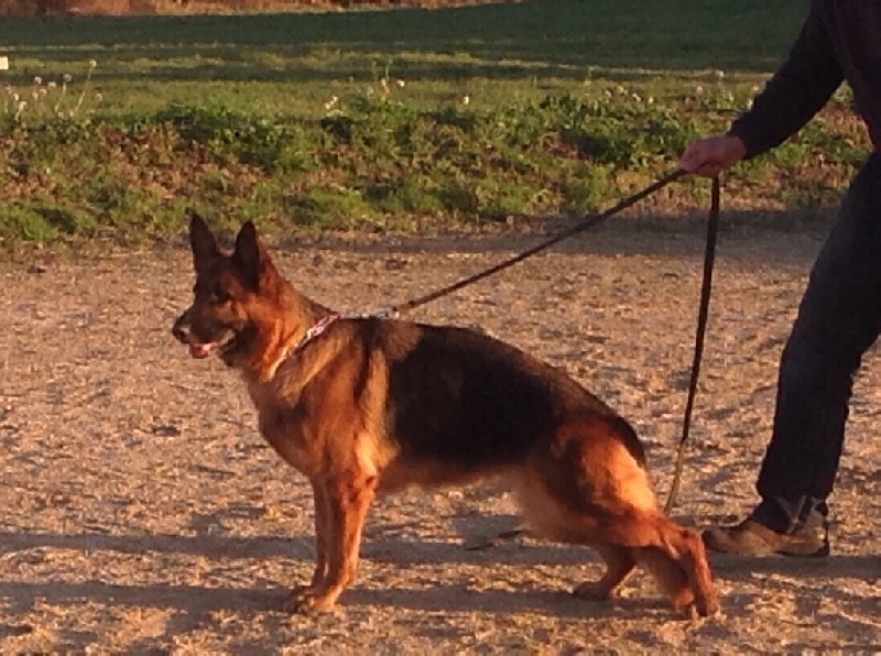 Publication : Des Bergers De La Baumasse Auteur : Bergers de la Baumasse