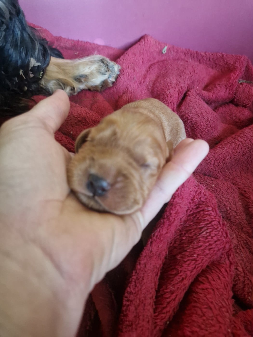 CHIOT 1 - Cocker Spaniel Anglais