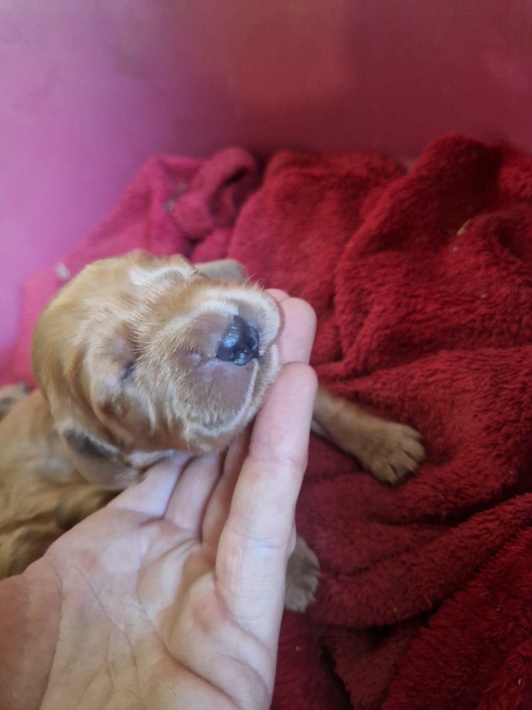 CHIOT 3 - Cocker Spaniel Anglais
