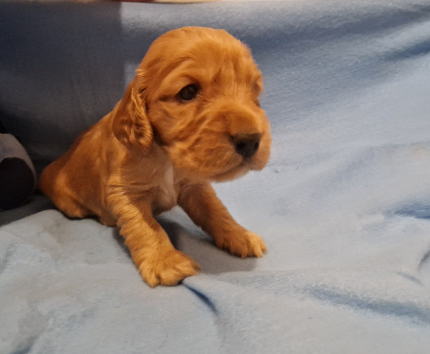CHIOT 3