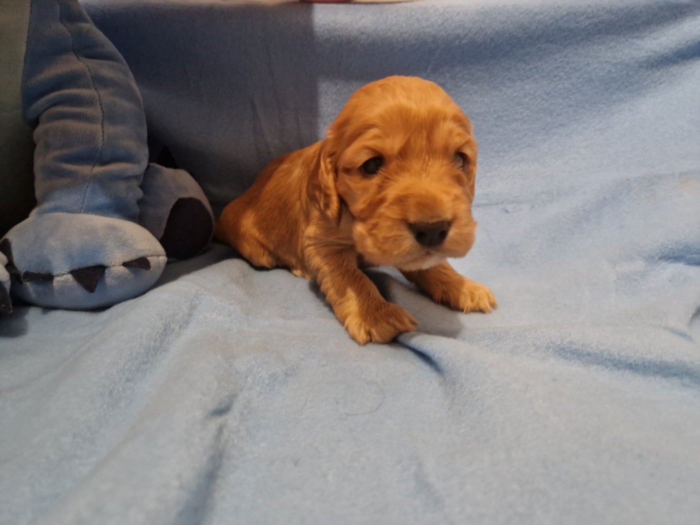 CHIOT 3