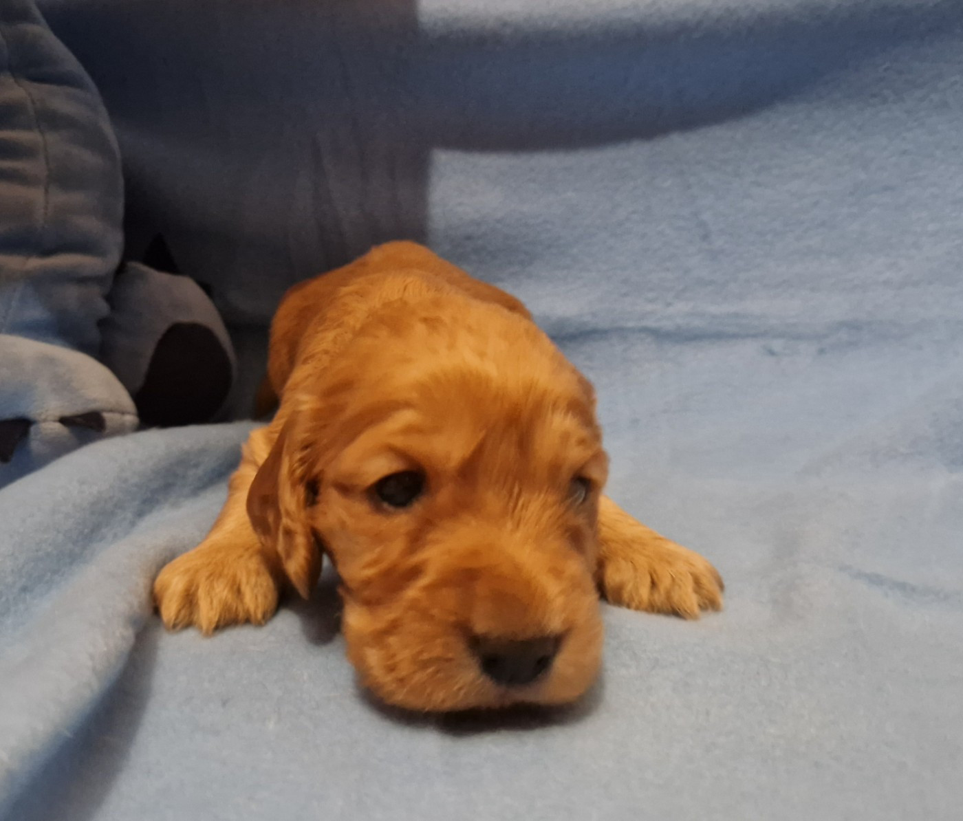 CHIOT 1