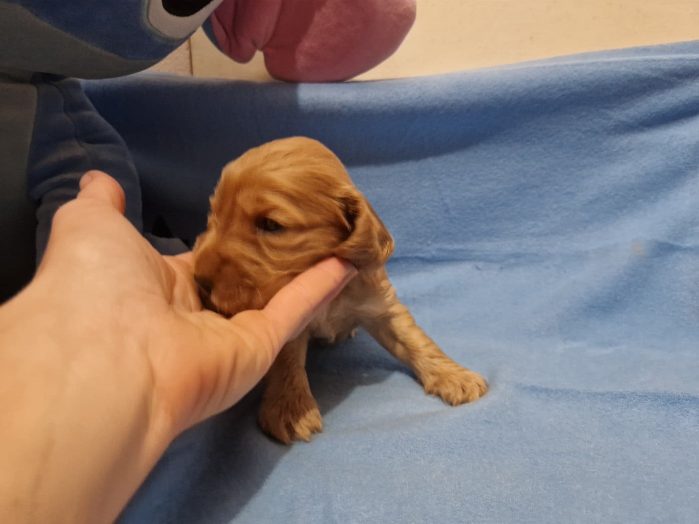 CHIOT 1