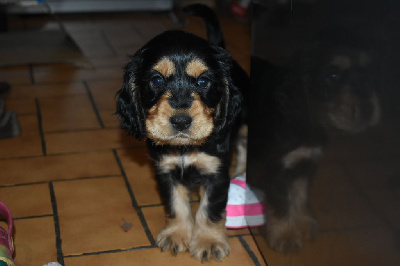 Les chiots de Cocker Spaniel Anglais