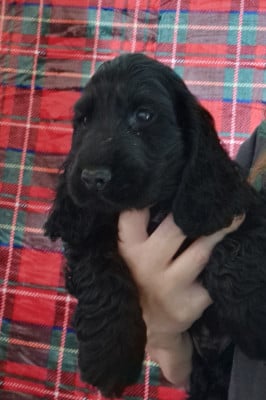 Les chiots de Cocker Spaniel Anglais