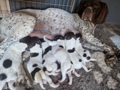 Les chiots de Braque français, type Pyrenees (petite taille)