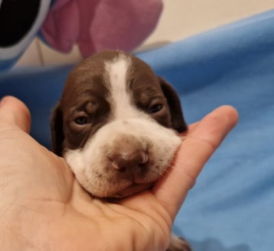 Les chiots de Braque français, type Pyrenees (petite taille)