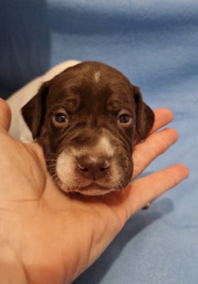 Les chiots de Braque français, type Pyrenees (petite taille)