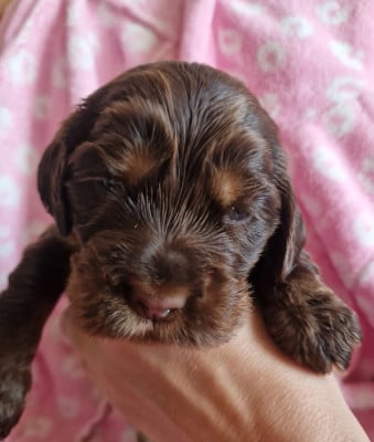 Les chiots de Cocker Spaniel Anglais