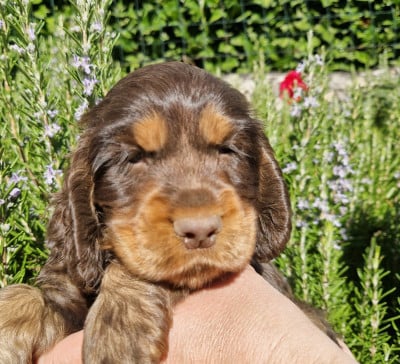 Les chiots de Cocker Spaniel Anglais