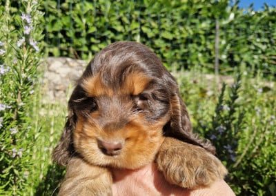Les chiots de Cocker Spaniel Anglais