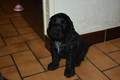 Les chiots de Cocker Spaniel Anglais