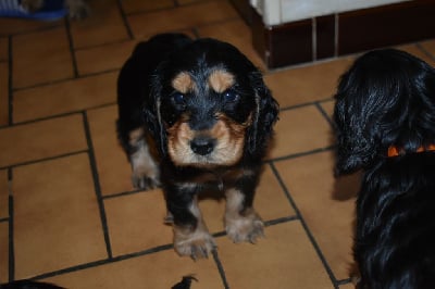 Les chiots de Cocker Spaniel Anglais