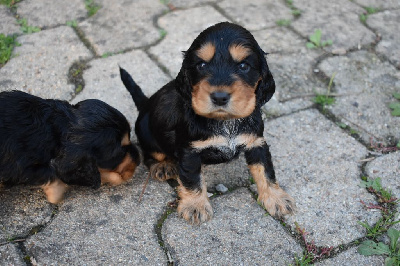 Les chiots de Cocker Spaniel Anglais