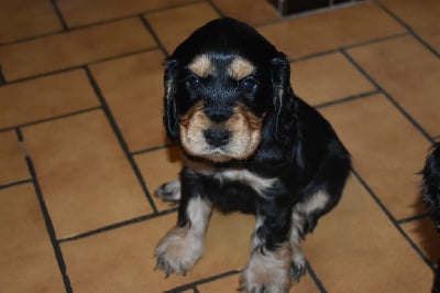 Les chiots de Cocker Spaniel Anglais