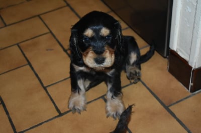 Les chiots de Cocker Spaniel Anglais