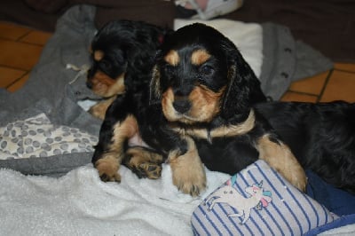 Les chiots de Cocker Spaniel Anglais