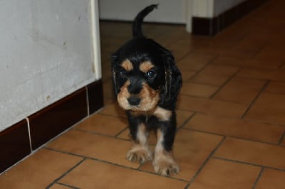 Les chiots de Cocker Spaniel Anglais