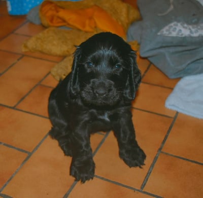 Les chiots de Cocker Spaniel Anglais