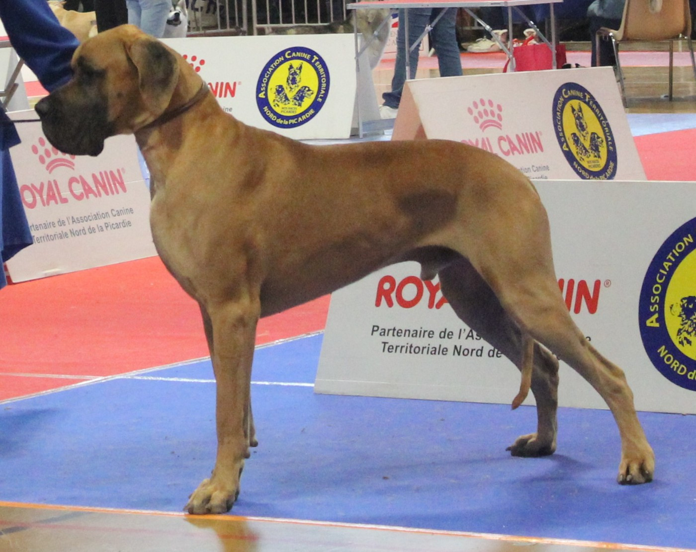 CH. Val-Willo Du Val De Celle