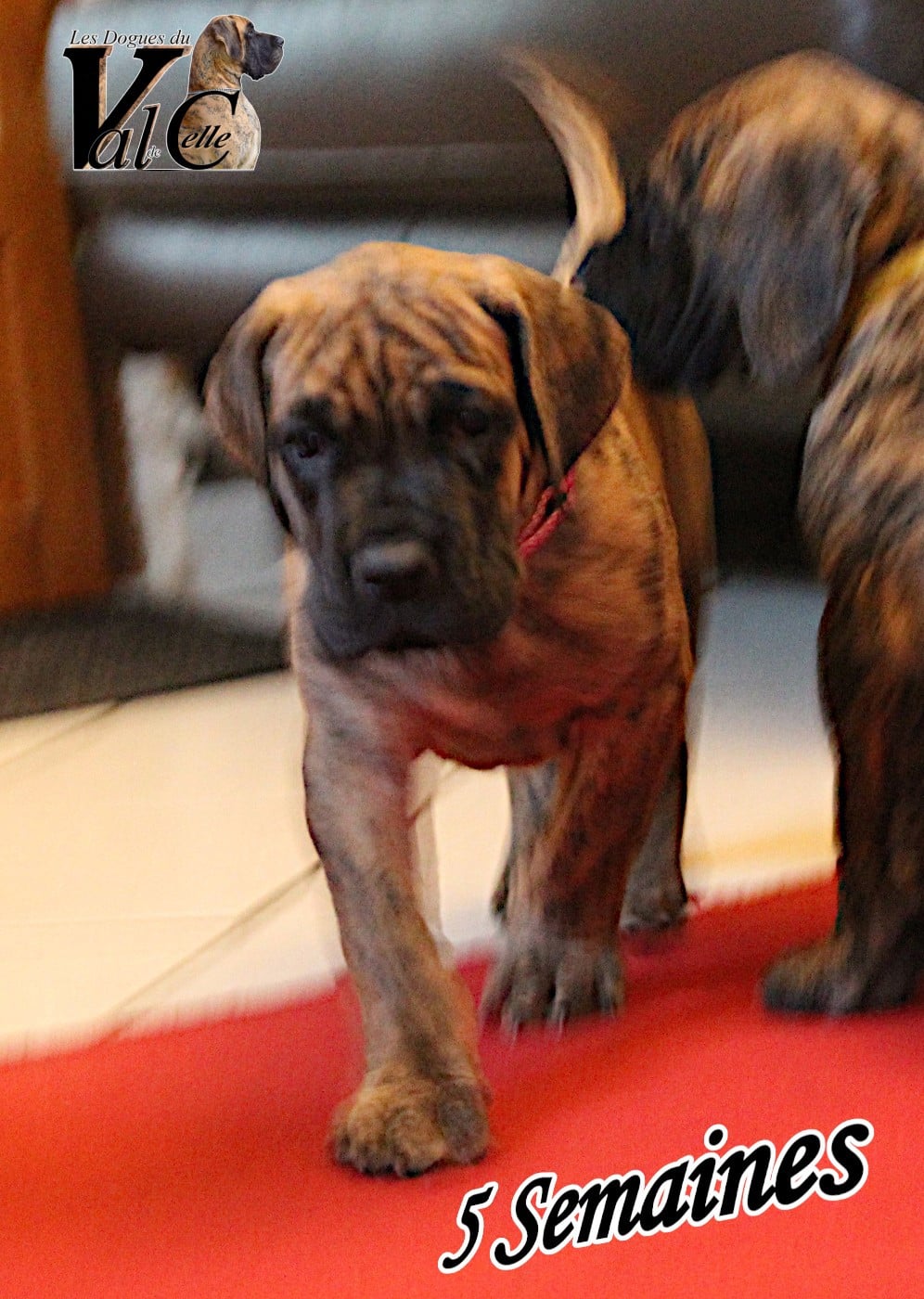 Publication : Du Val De Celle