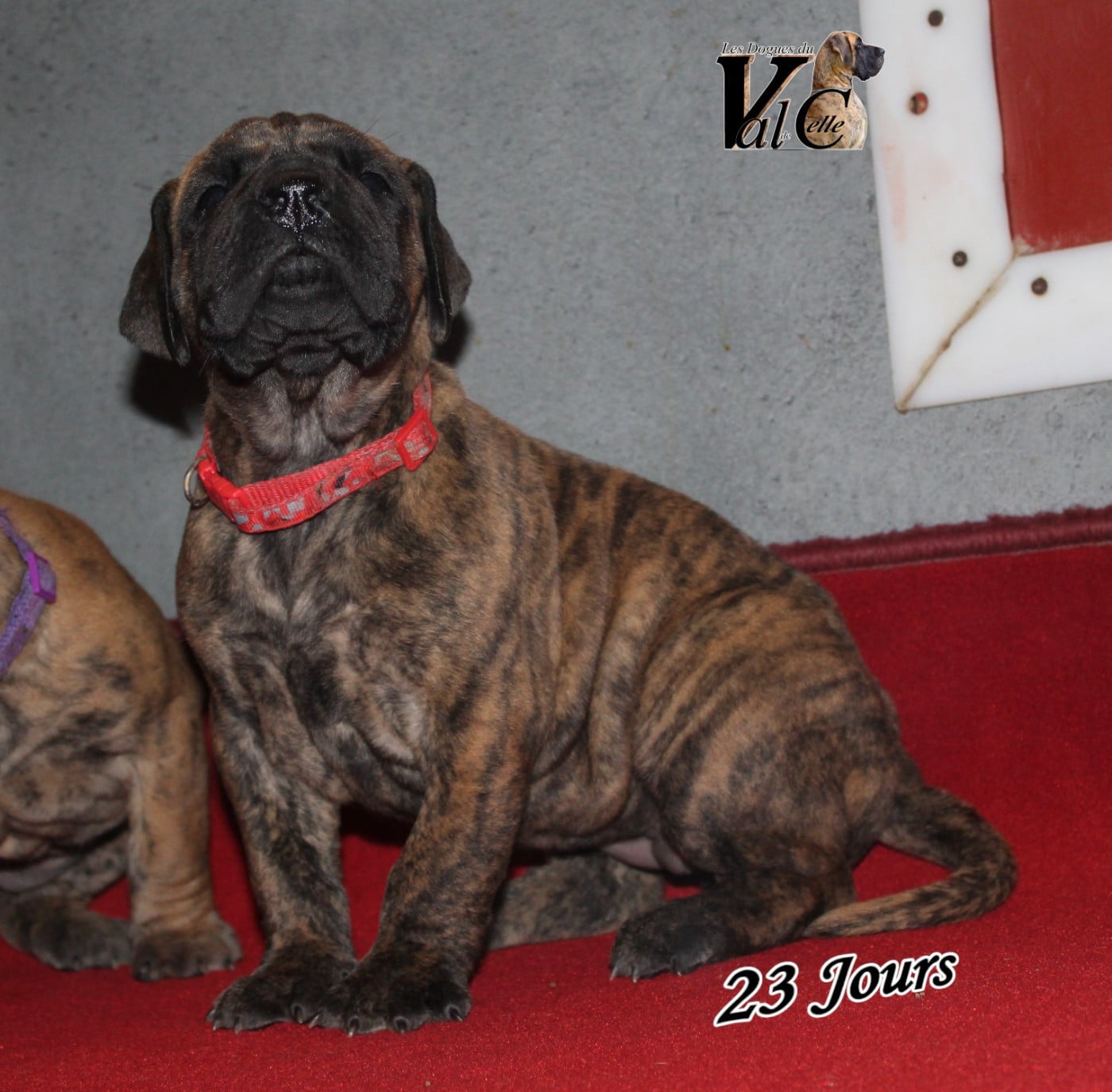 ARIELLE du Val de Celle