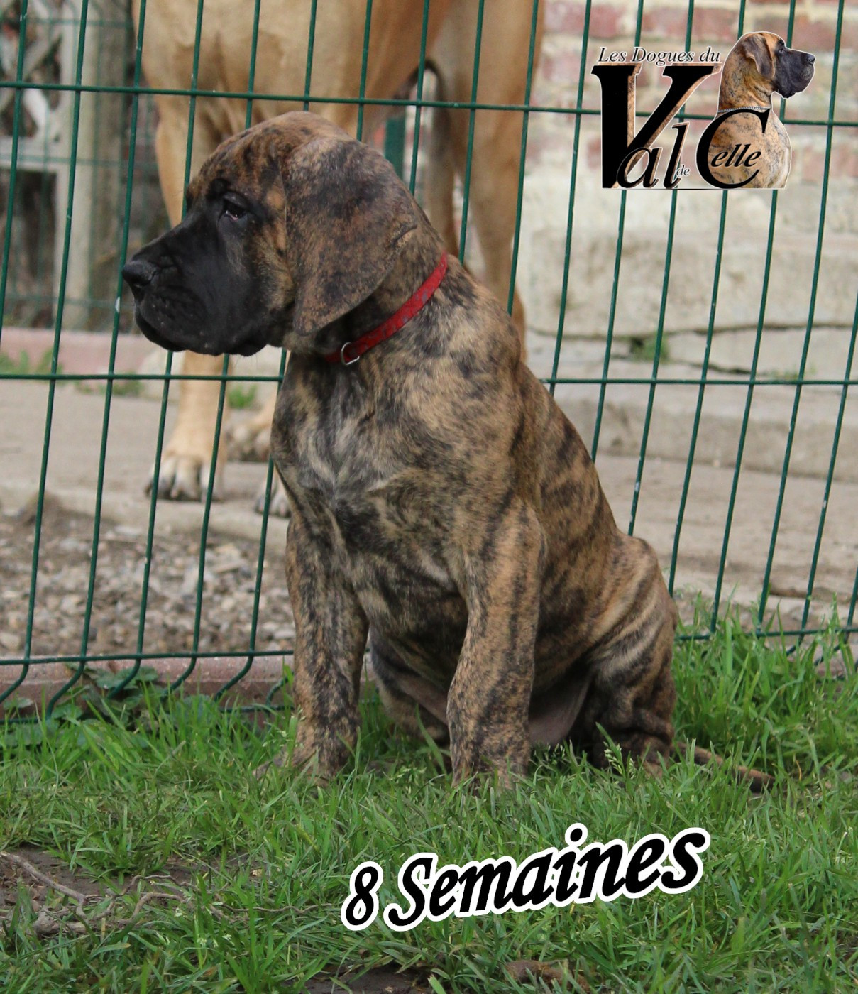 ARIELLE du Val de Celle