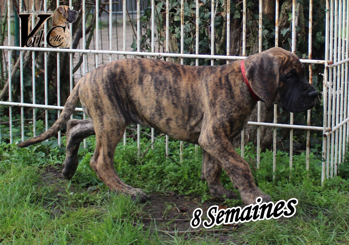 ARIELLE du Val de Celle