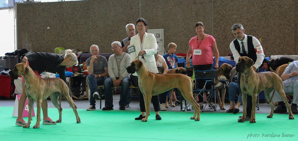 CH. Nina Du Val De Celle - -