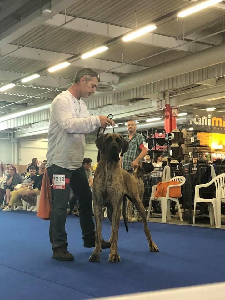 CH. Nina Du Val De Celle - -