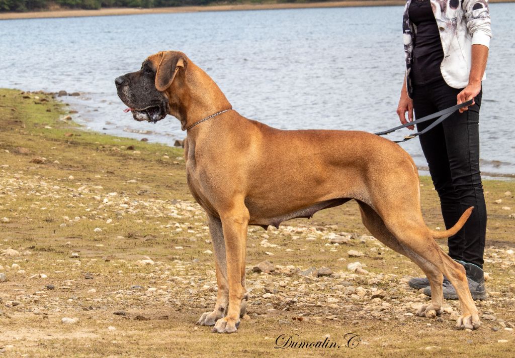 CH. Requiem Du Val De Celle - Classe Champion - 4 Exc