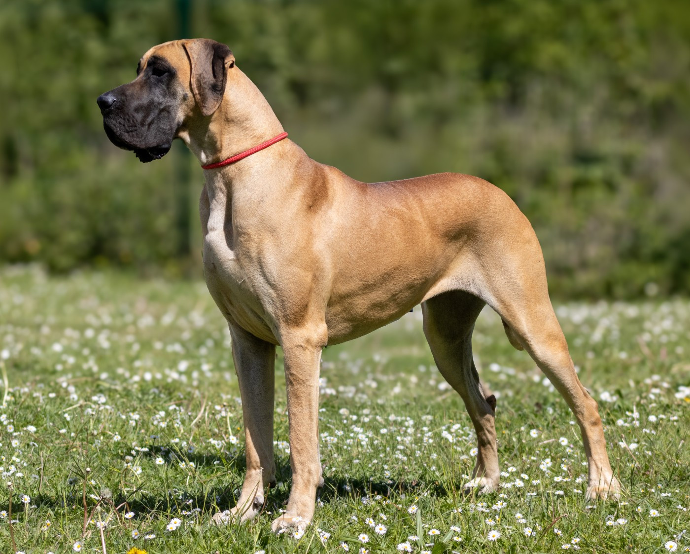 CH. Variation sur Marilou Du Val De Celle - 1er EXCELLENT CACS . Meilleur de race